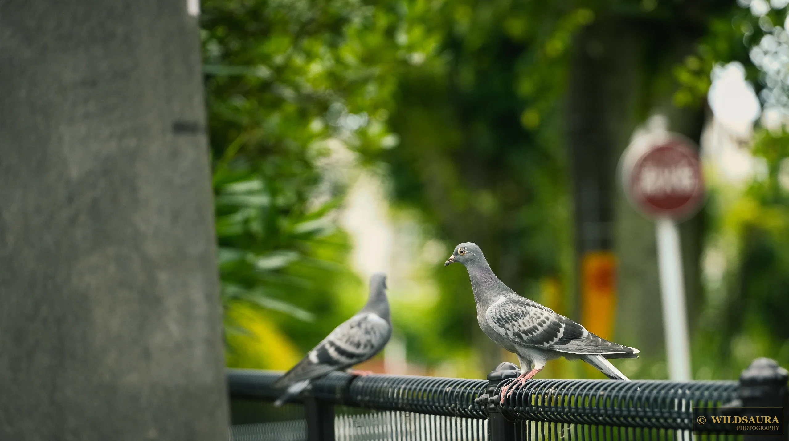 Pigeons on the Fence