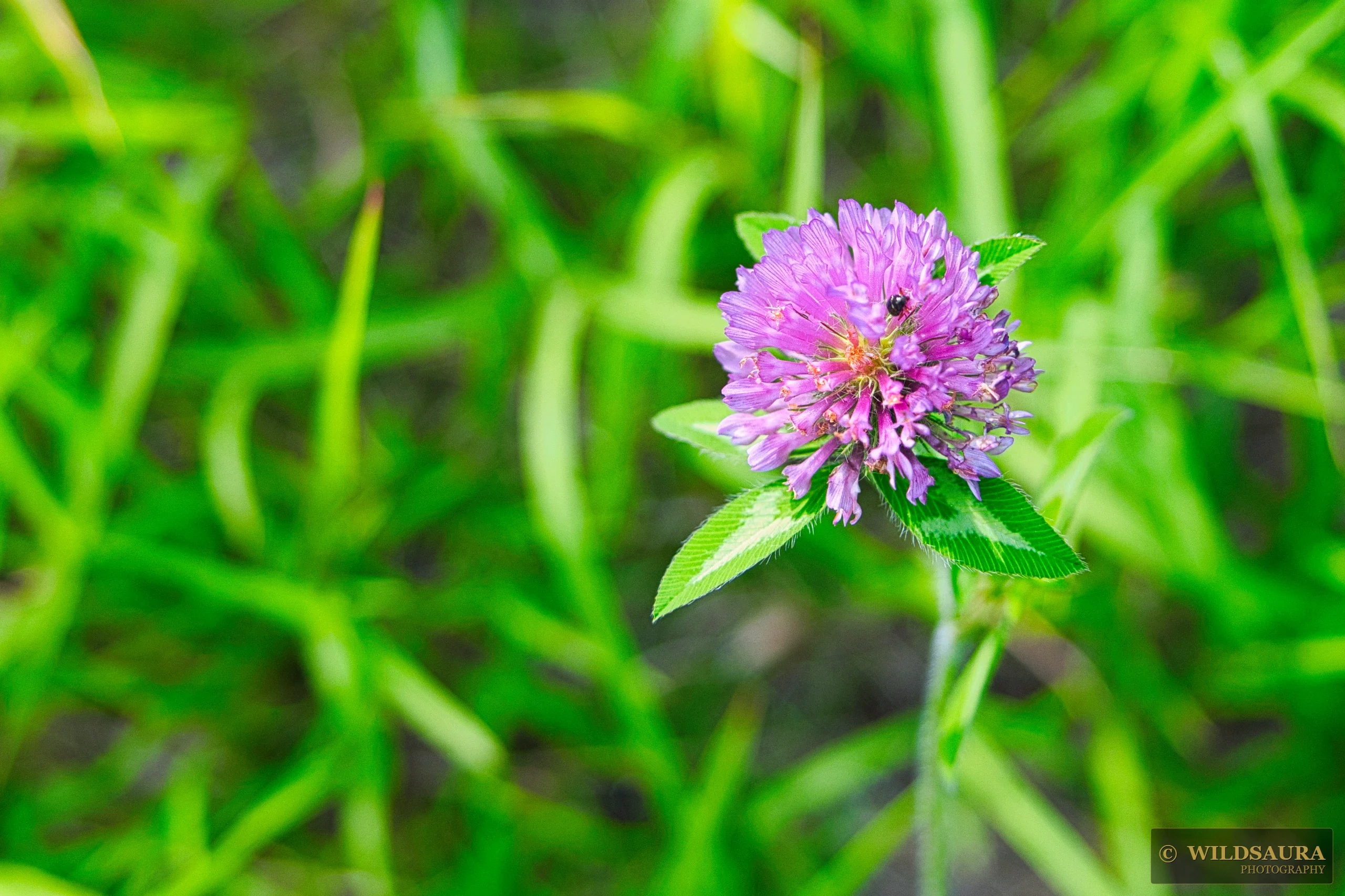 Insect on Red Clover