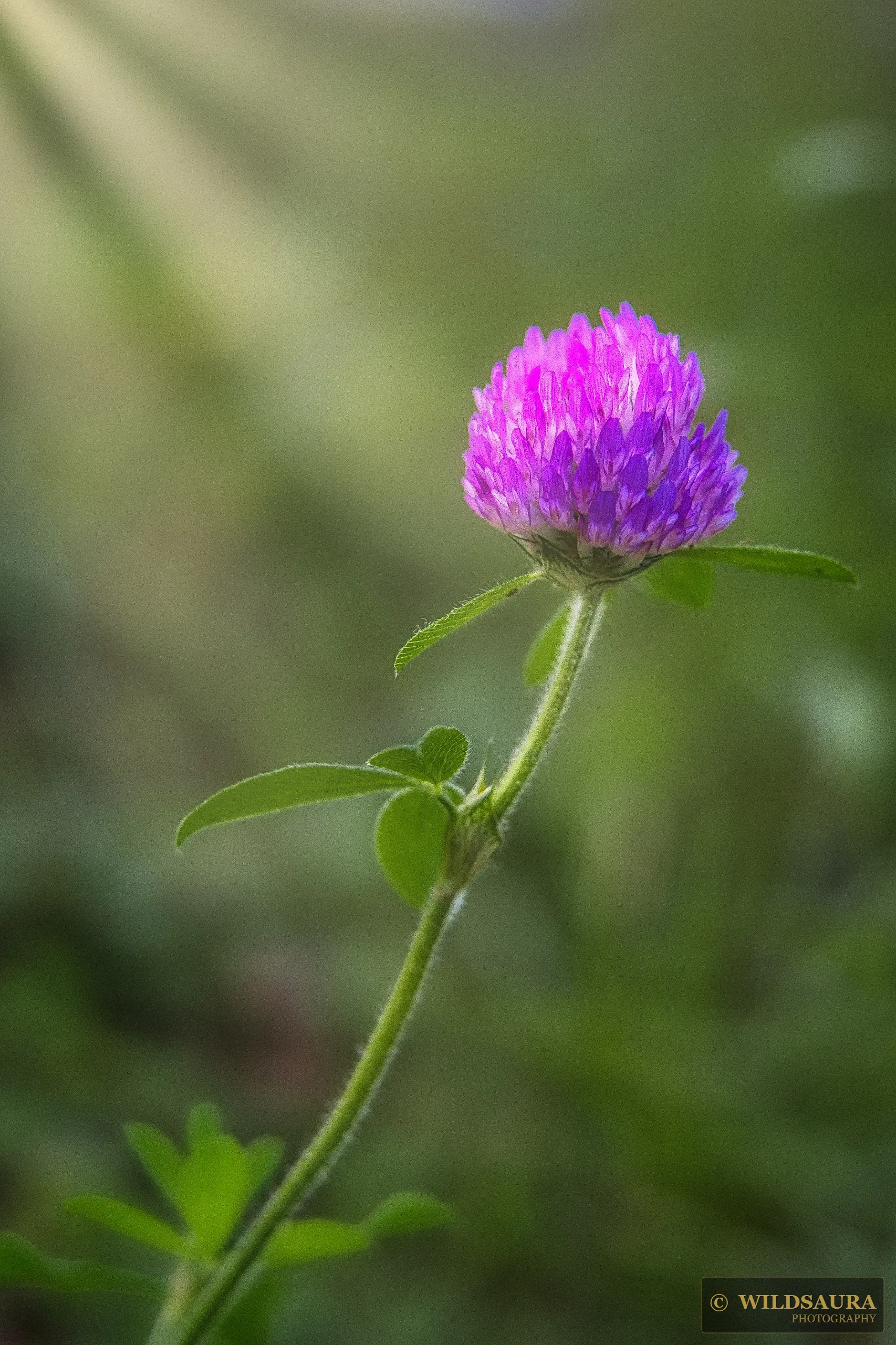 Morning Clover Bloom