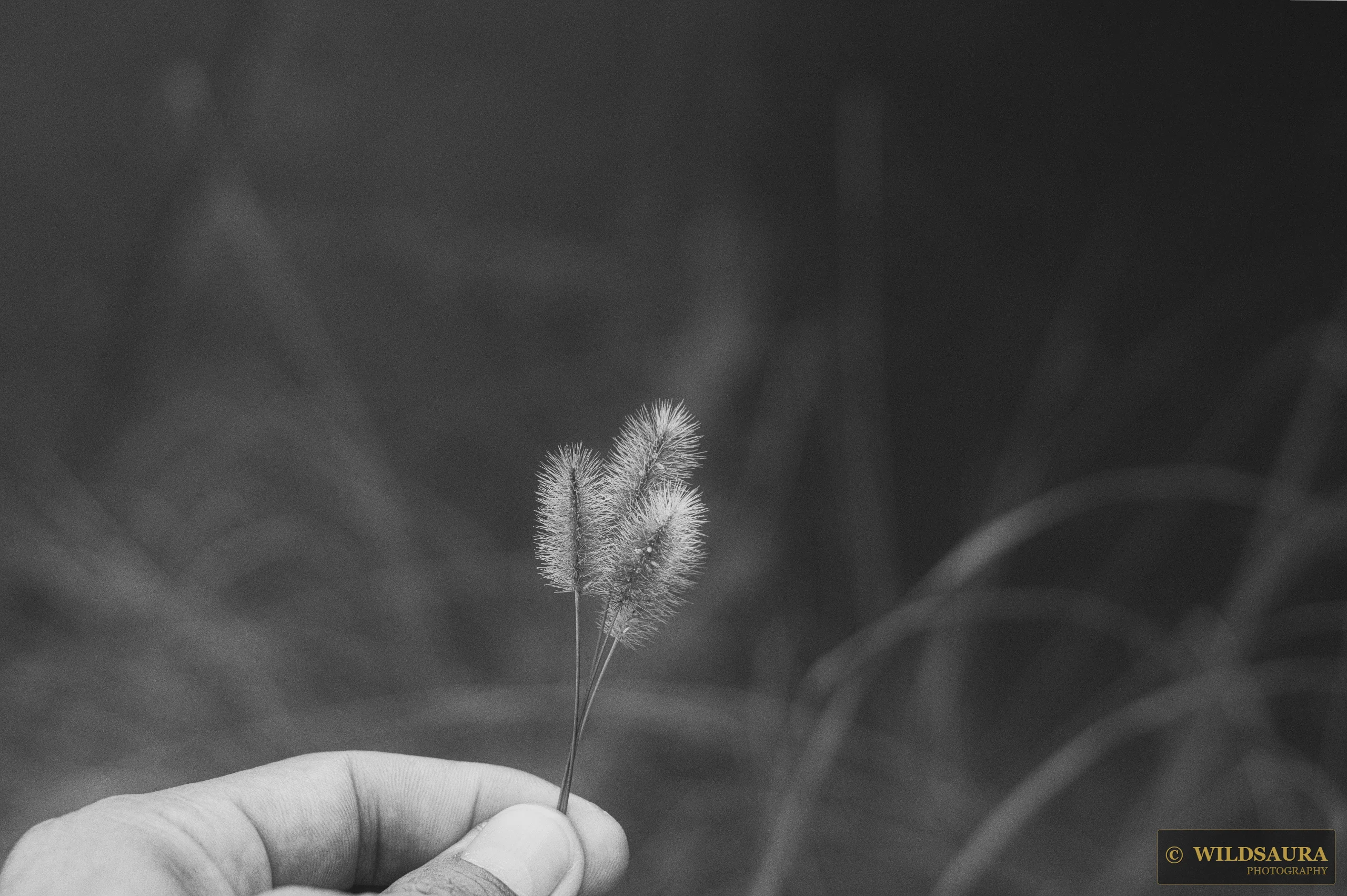 Collected Grass Heads