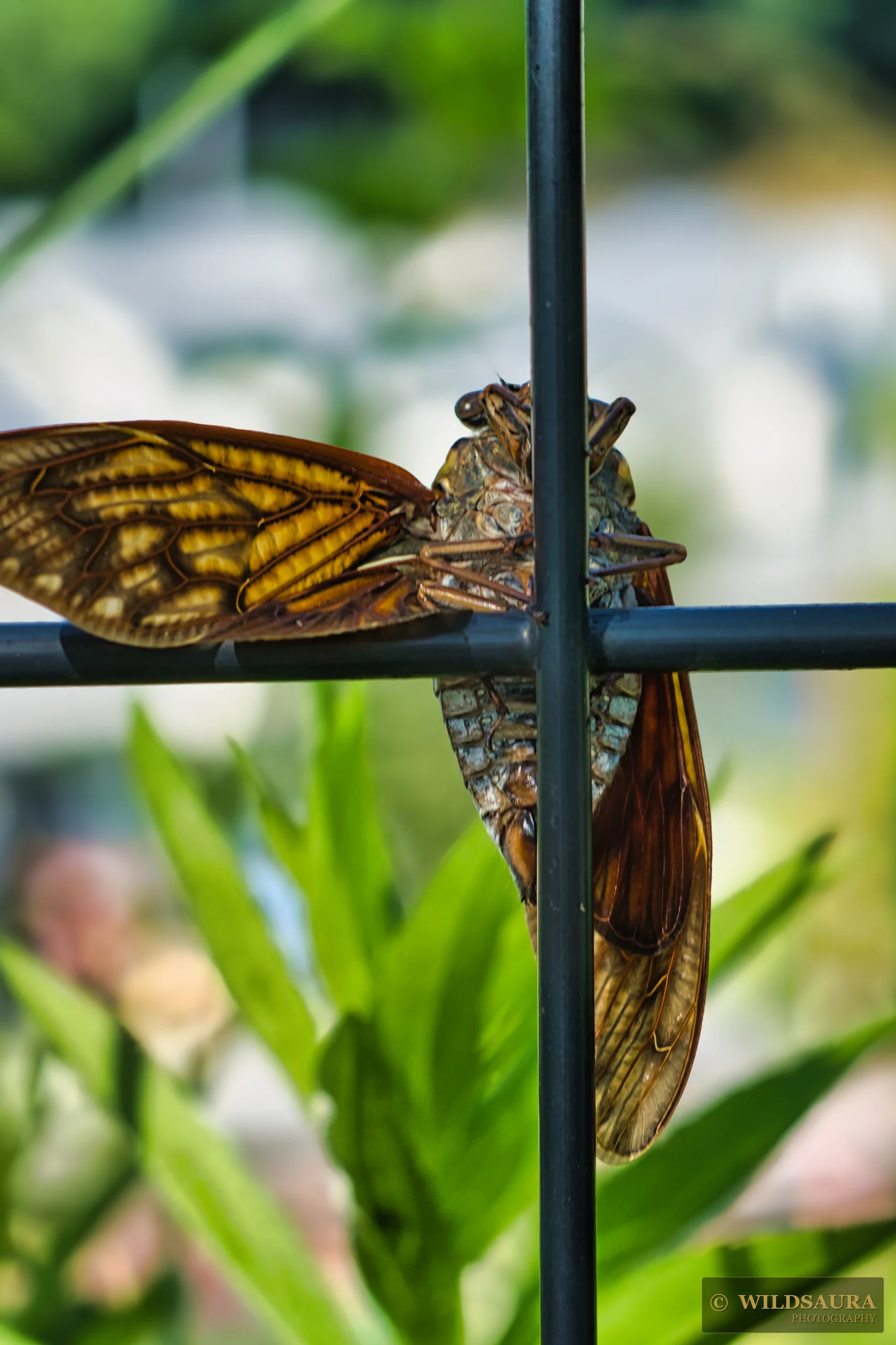 Cicada's Metal Grip