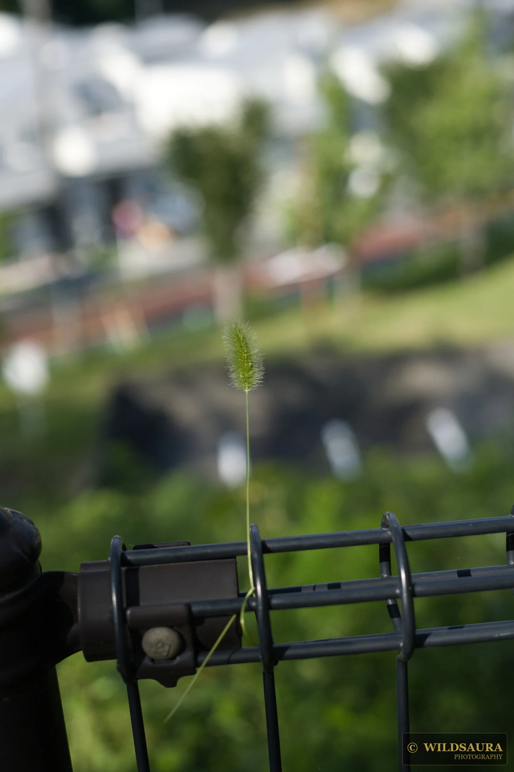 Urban Sprout