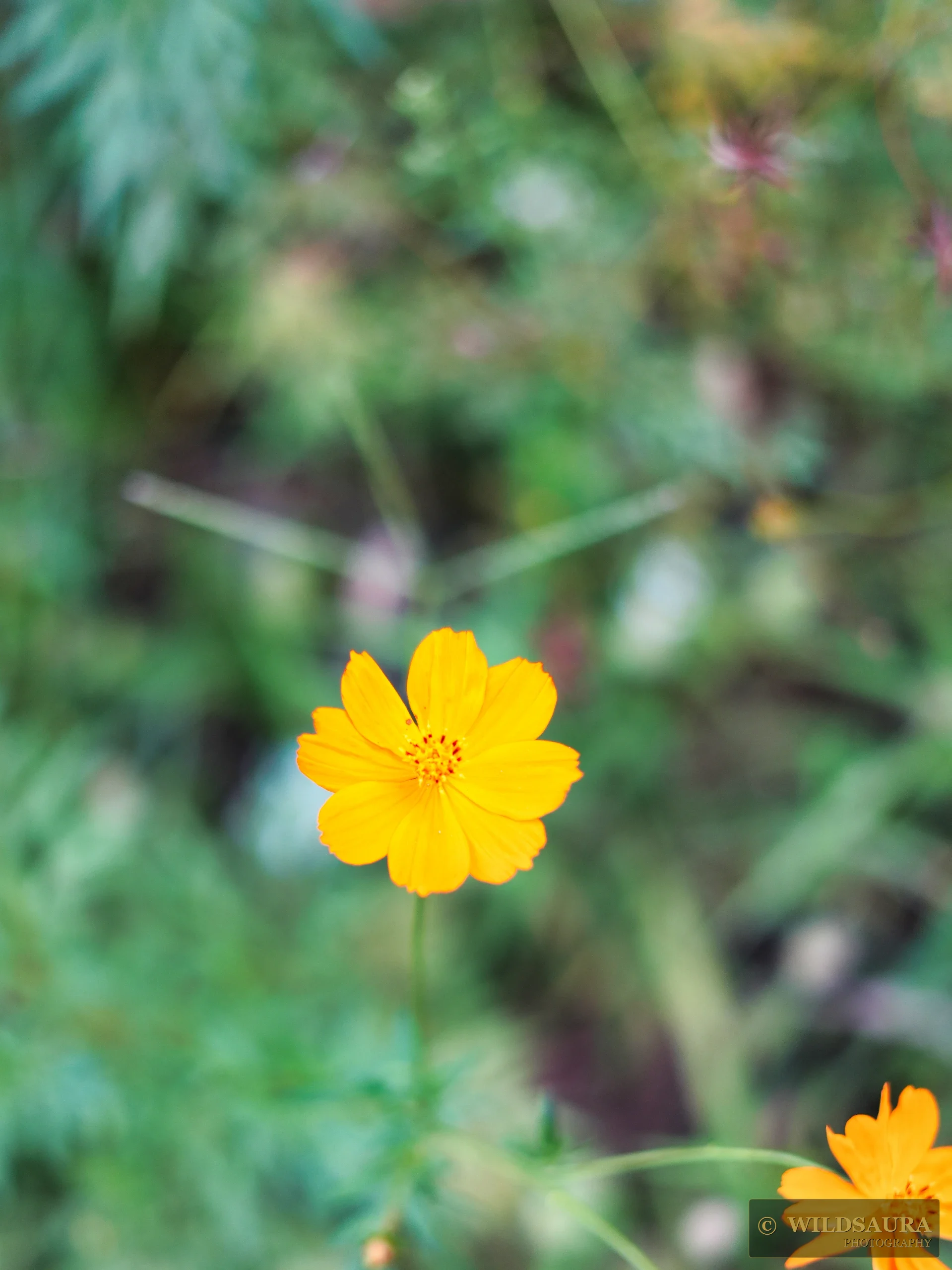 Finding Yellow
