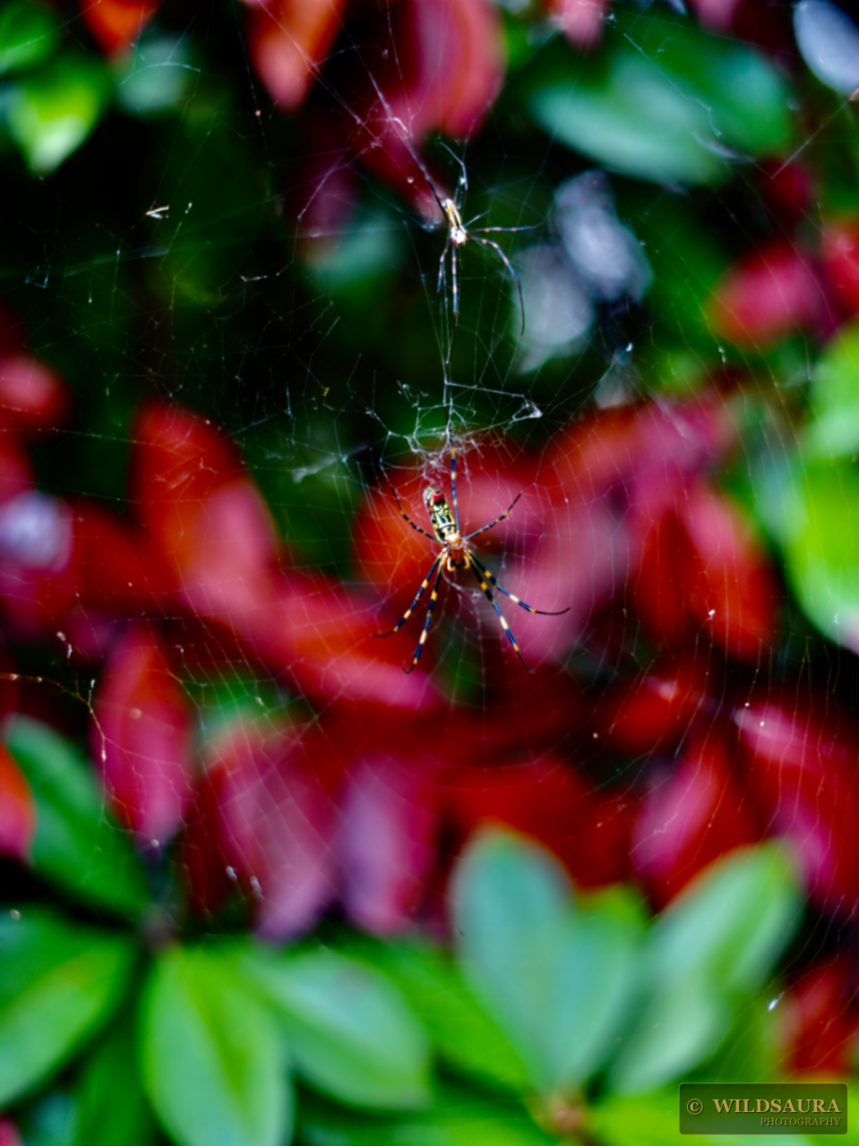 Joro Spiders on Web