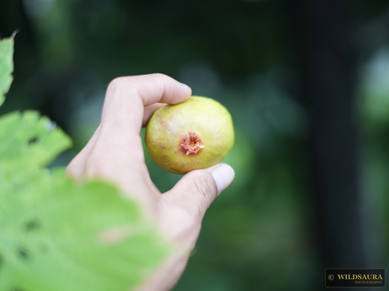 Hand-Picked Fig