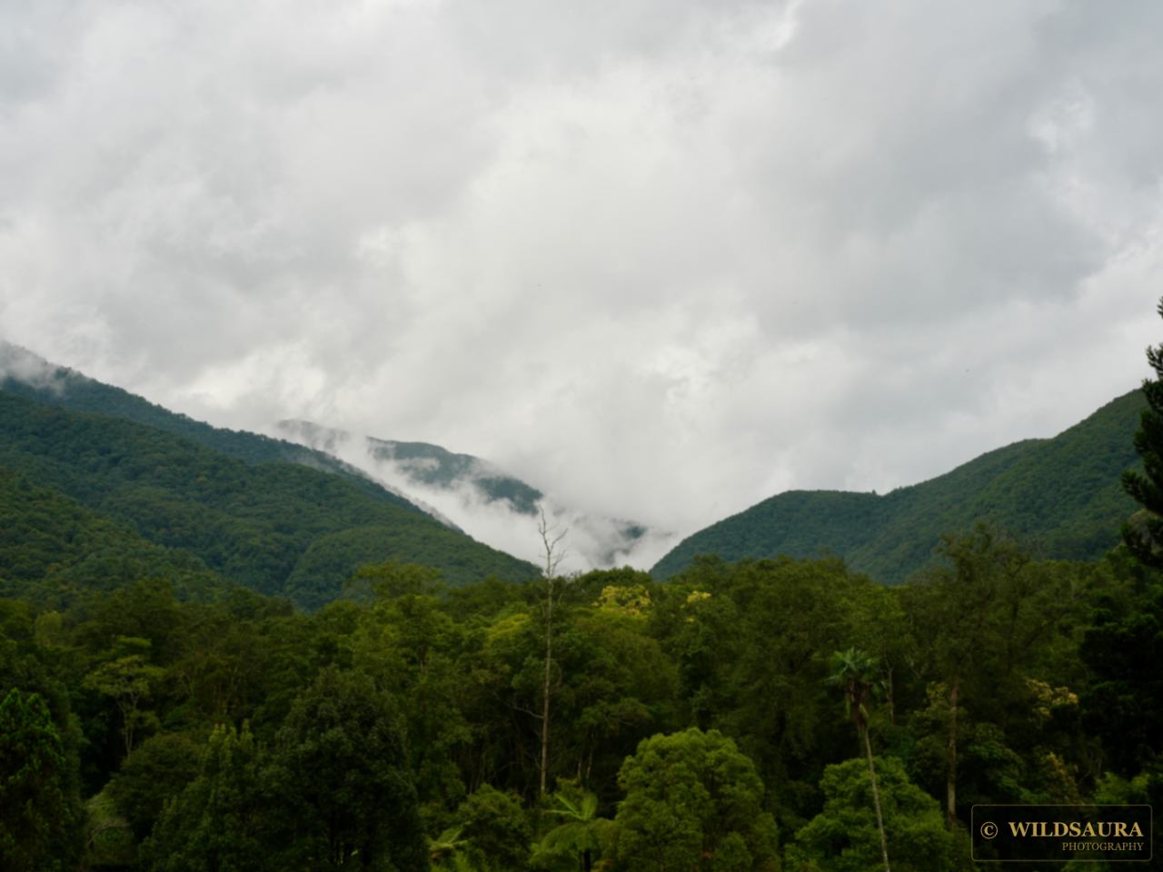 Misty Mountain Forest