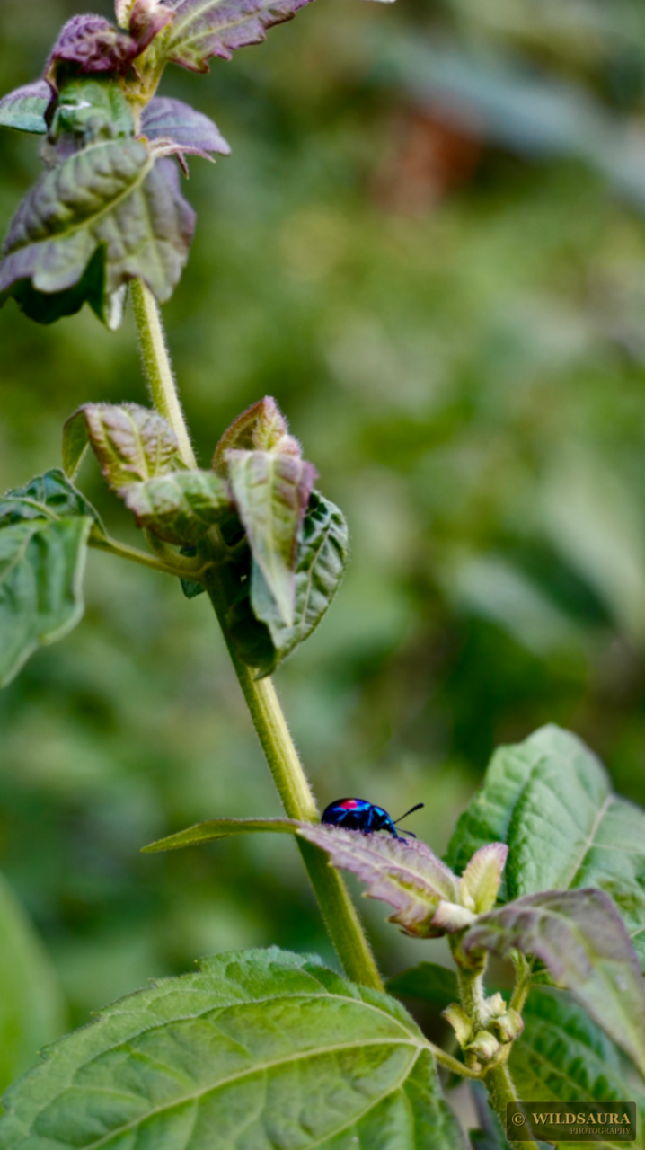 Iridescent Beetle on Stem