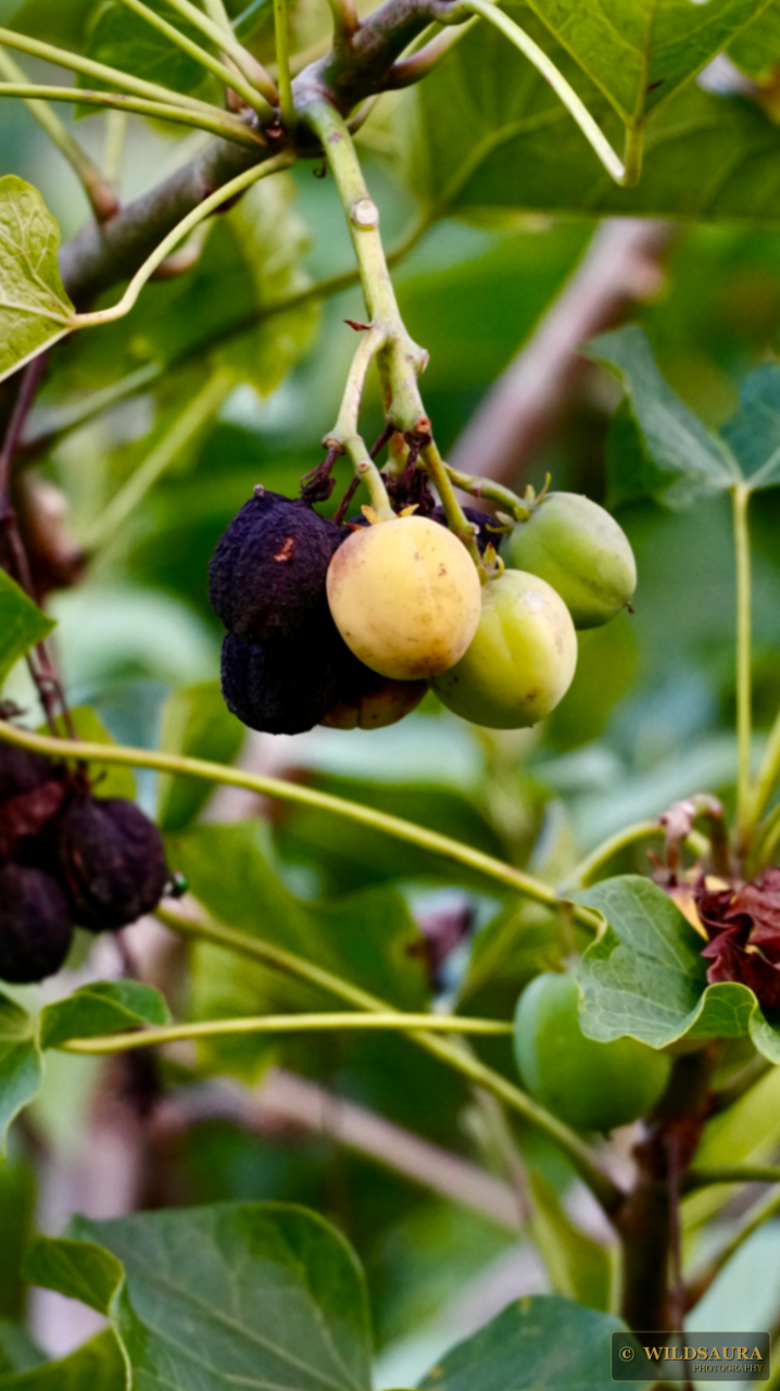 Jatropha Fruits: Green to Black