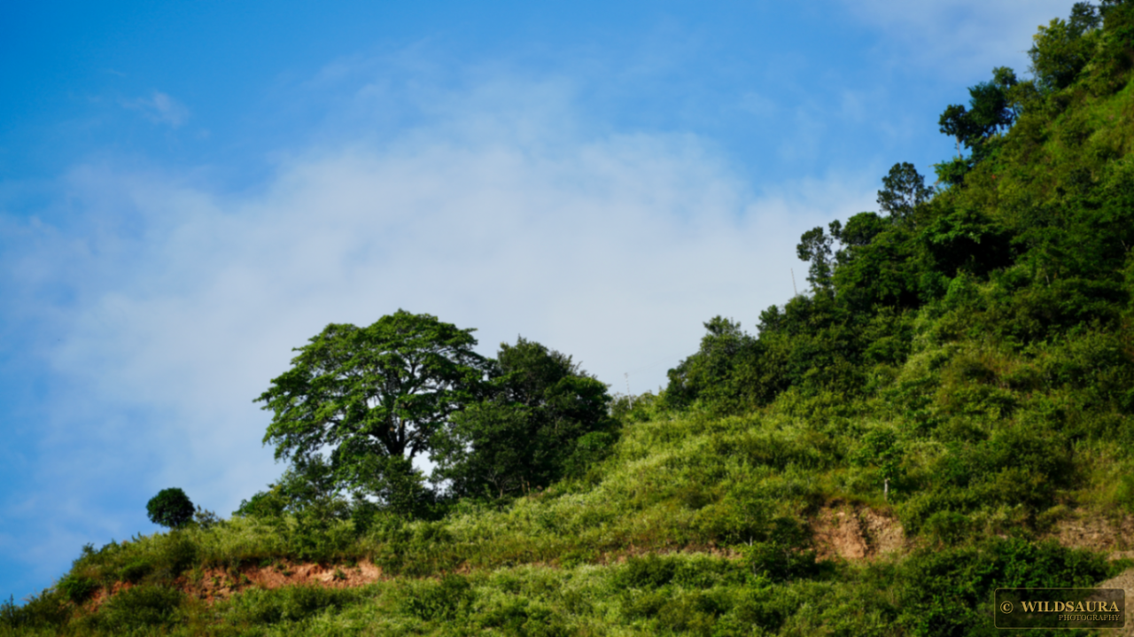 Lush Hill Under Blue Sky