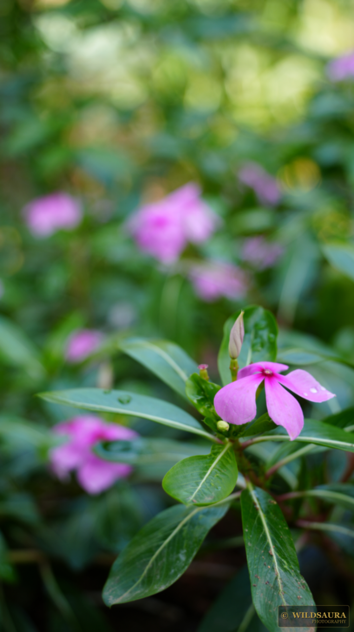 Dewdrop Periwinkle