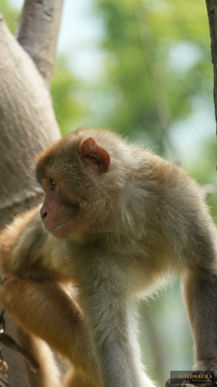 Watchful Rhesus Macaque