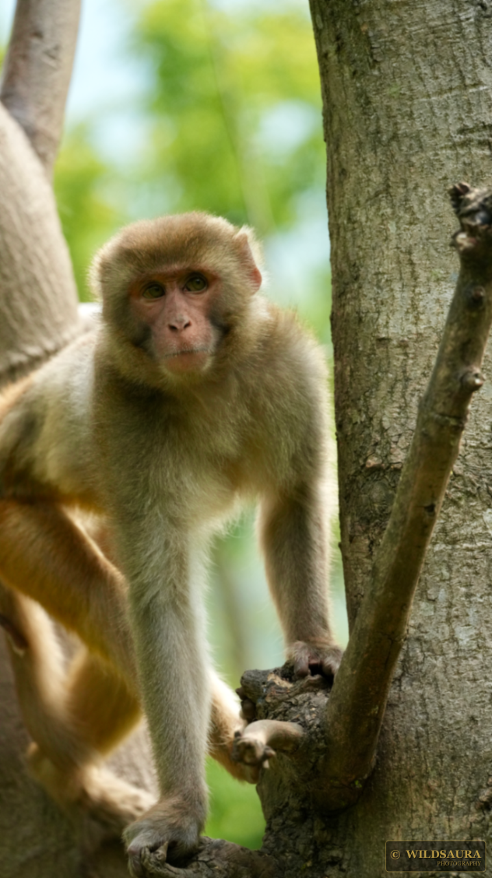 Rhesus Macaque Gaze