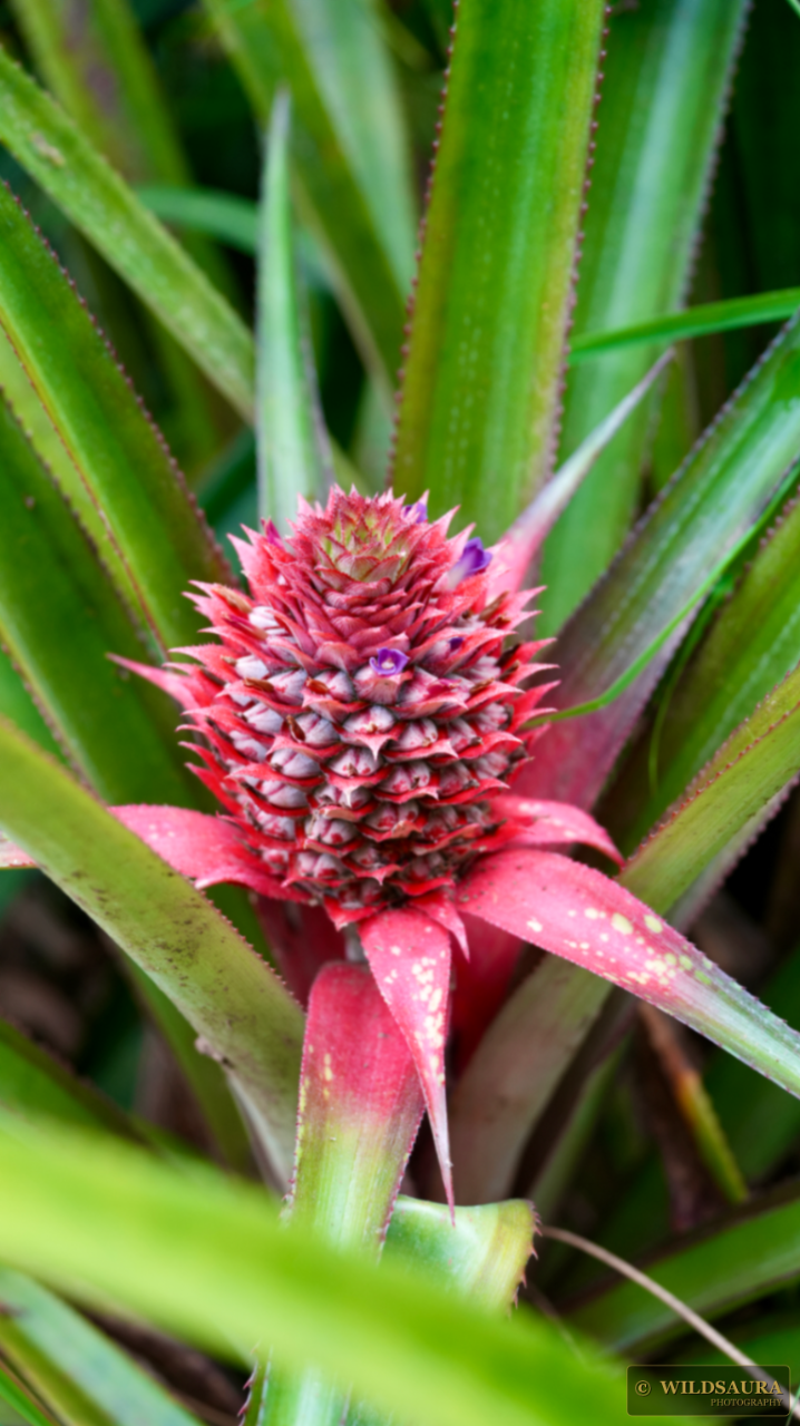Pineapple Inflorescence