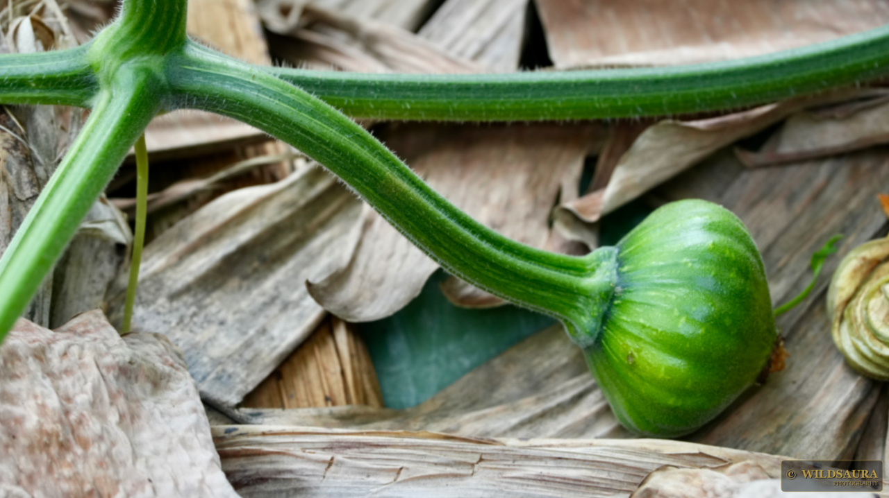 Developing Pumpkin