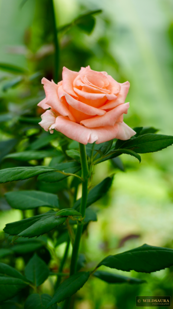 Peach Rose Bloom