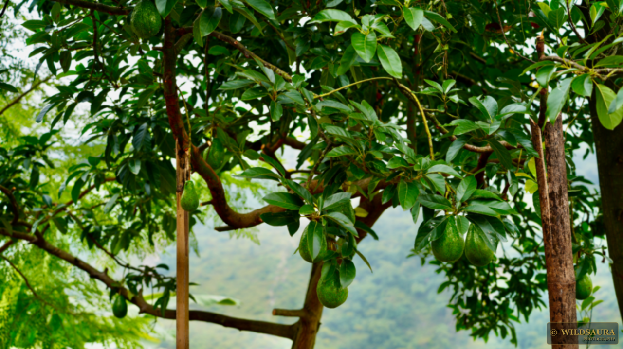 Avocado Fruit on Branch
