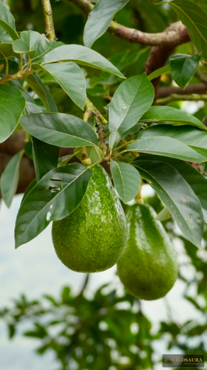 Ripening Avocados