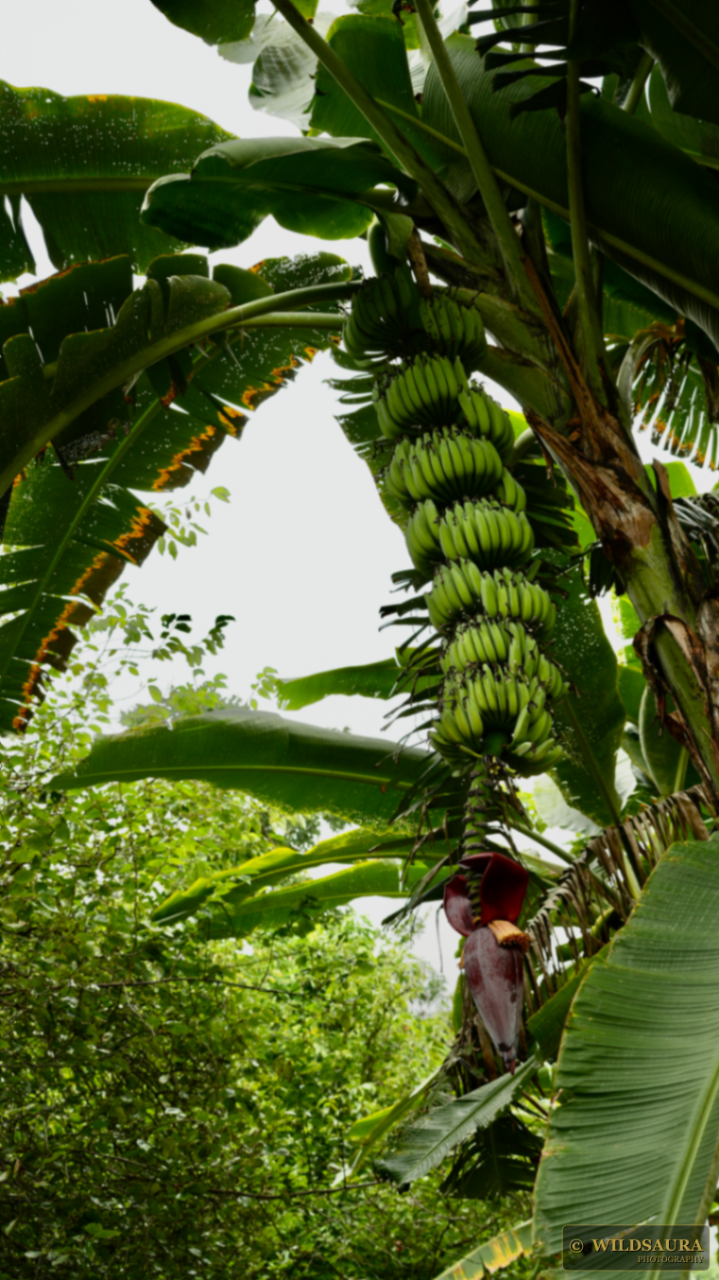 Green Bananas and Blossom