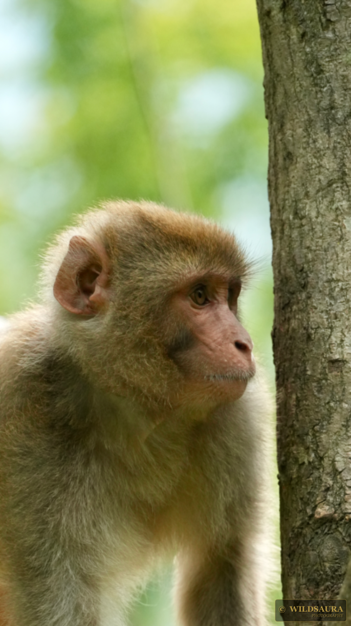 Macaque's Gaze