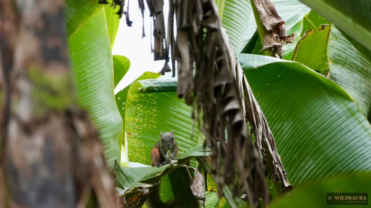 Plantain Squirrel's Meal