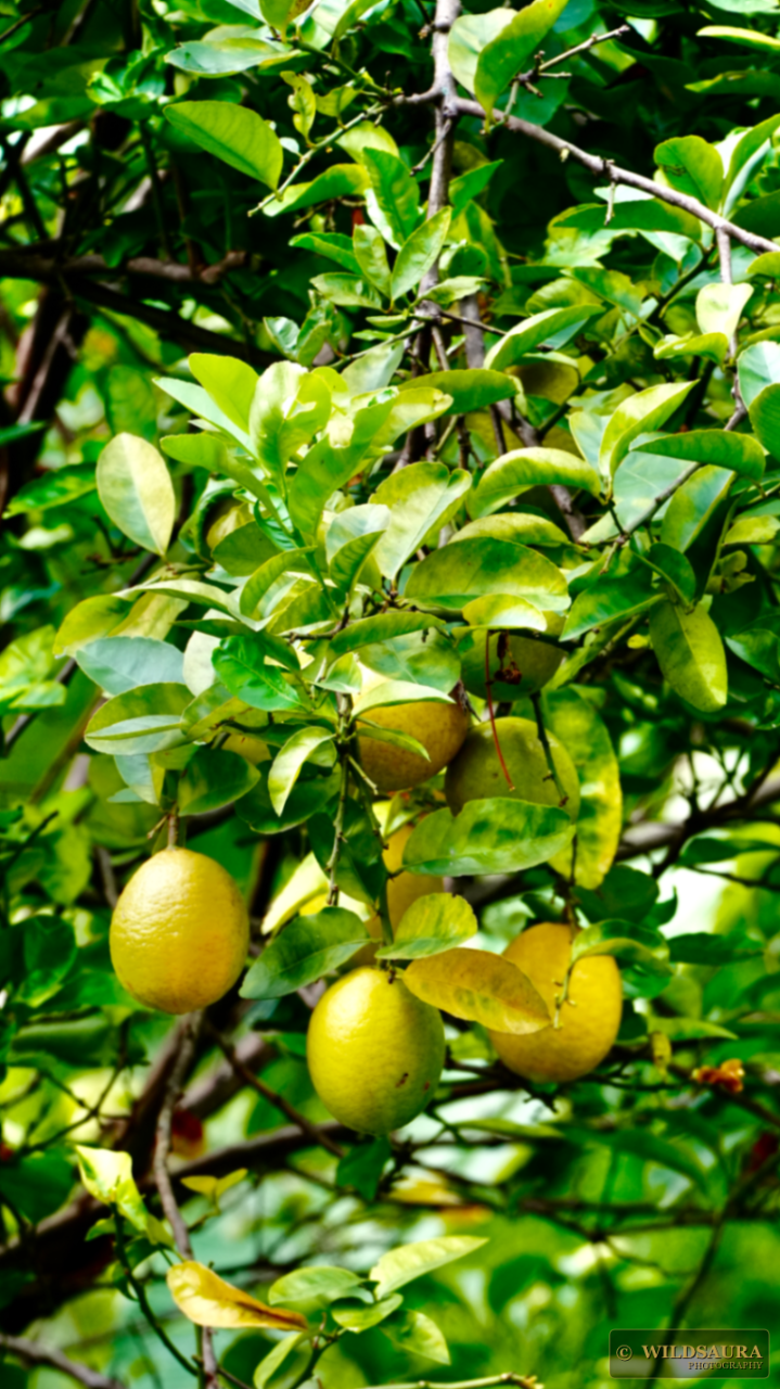 Ripening Lemons on Branch