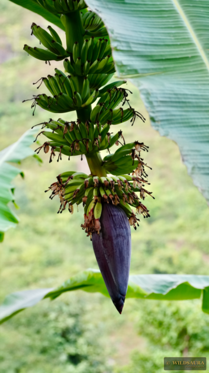 The Banana Blossom