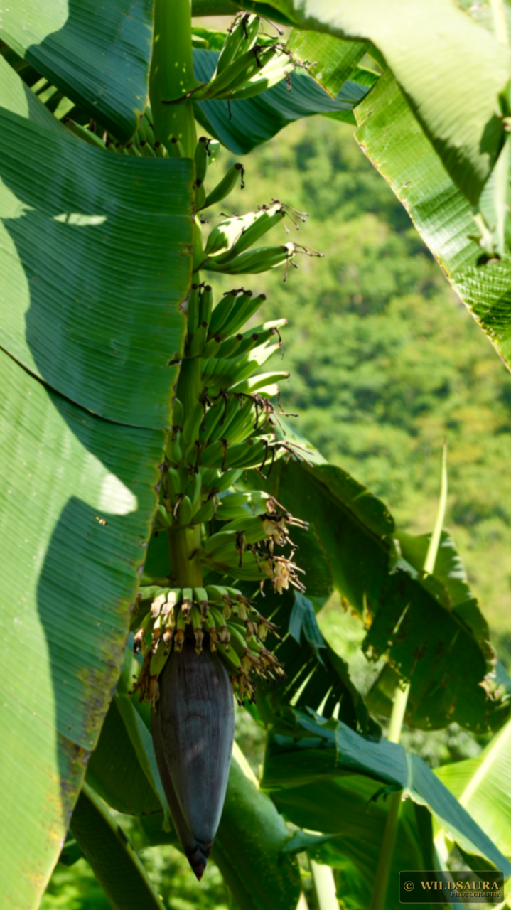 Banana Flower and Fruit