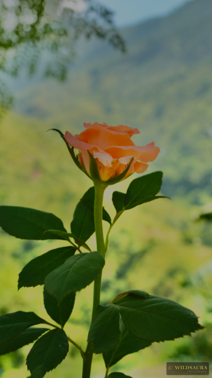 Mountain Rose in Bloom