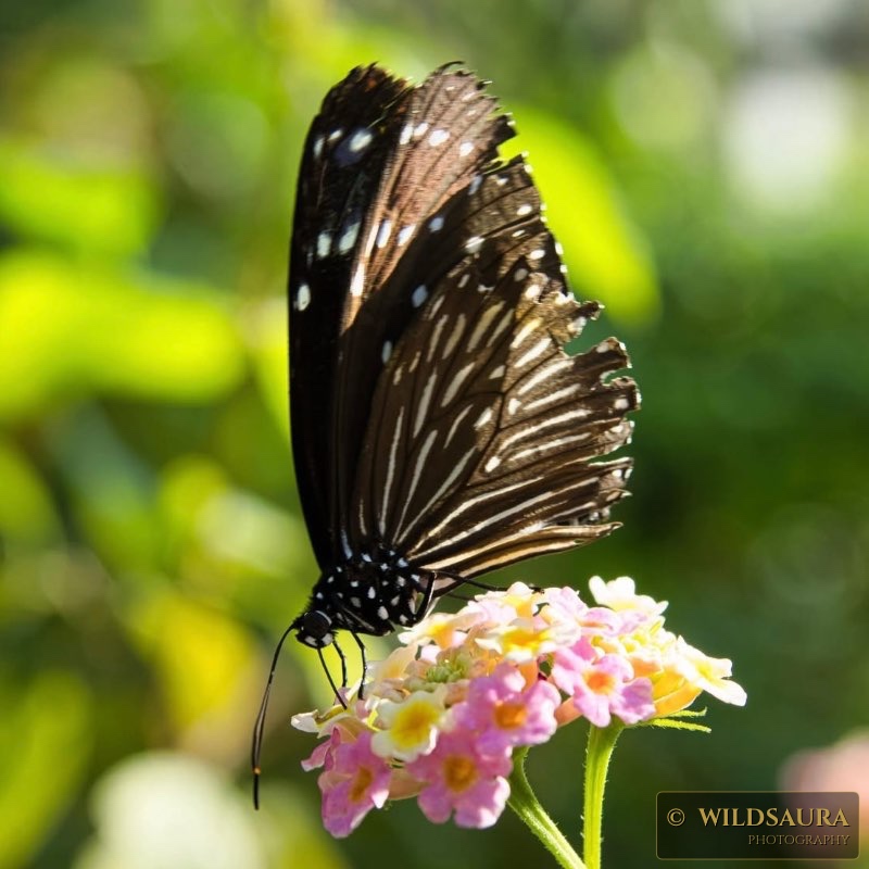 Whispers on Wings: A Portrait of the Common Crow Butterfly