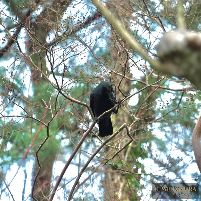 The Watchful King: A Solitary Crow in the Whispering Woods