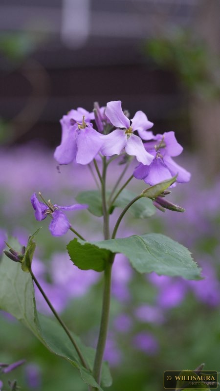 The Honest Light: A Garden's Quiet Revelation