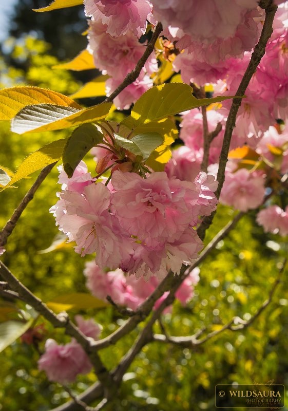 Chasing Cherry Blossoms in Japan