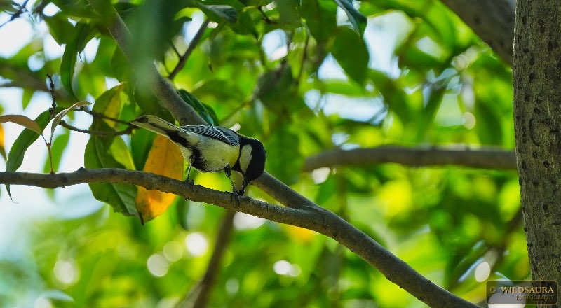 A Moment with the Oriental Great Tit