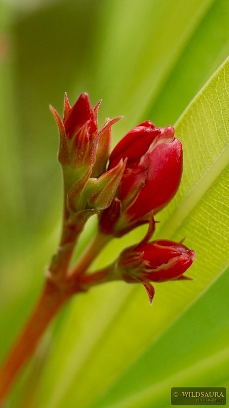 A Spring Encounter with Crimson Promise