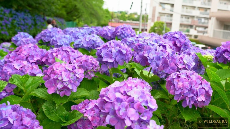 Purple in the rain