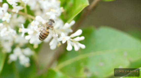 A quiet moment with a honey bee