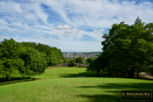 A Patch of Green Above the City