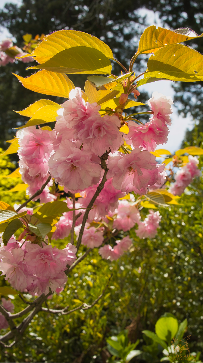 Chasing Cherry Blossoms in Japan story photograph