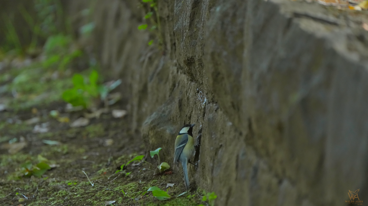 A Moment with the Oriental Great Tit story photograph