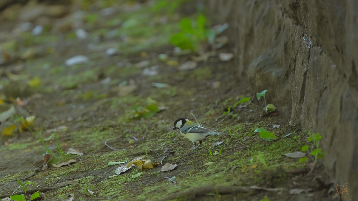A Moment with the Oriental Great Tit story photograph
