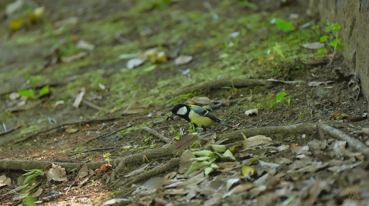 A Moment with the Oriental Great Tit story photograph