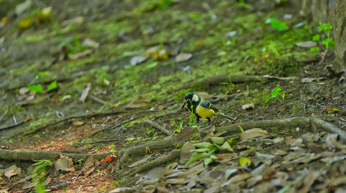 A Moment with the Oriental Great Tit story photograph