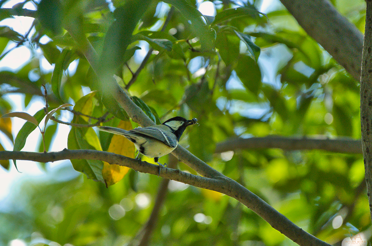 A Moment with the Oriental Great Tit story photograph