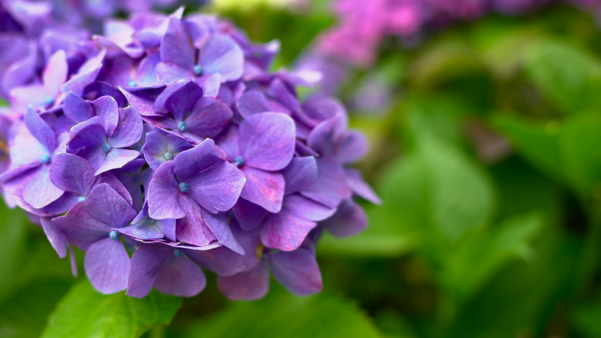 Purple in the rain story photograph