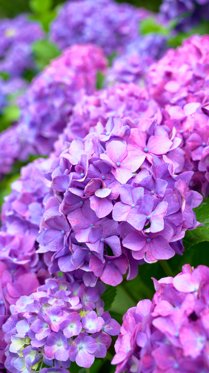 Purple in the rain story photograph