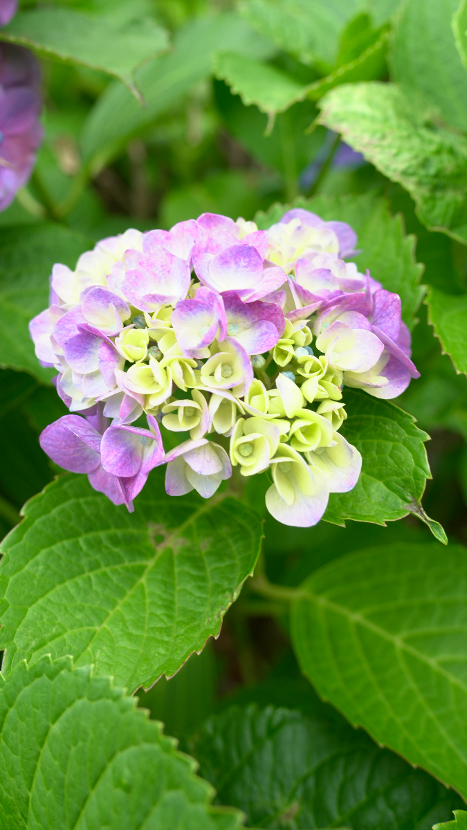 Purple in the rain story photograph