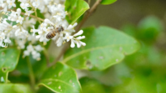A quiet moment with a honey bee story photograph