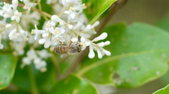A quiet moment with a honey bee story photograph
