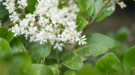 A quiet moment with a honey bee story photograph
