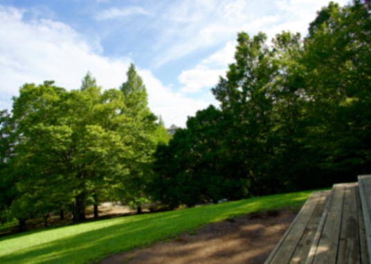 A Patch of Green Above the City story photograph